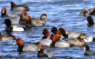 http://www.friendsofpresquile.on.ca/photos/custom/Redheads,%20Scaup%20and%20a%20coot%20-%20M.%20Burke.jpg