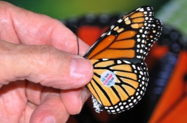 Monarchs & Migrants Weekend 2024