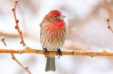 Winter Bird Walks are Back